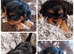 Cavalier King Charles Male Puppies