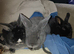3 baby rabbits