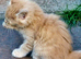 Maine Coon Kittens &ndash; Big, Friendly, Home‑Raised