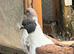A pair ofVery nice colour and very good quality and good healthy Modena pigeon