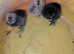 Silkie chicks day old