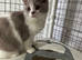 Top pedigree British shorthair kittens ready now