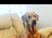 Labrador for stud