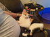Calico female 3yrs