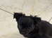 Long haired chihuahua pups