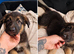 German shepherd pups
