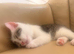 2 kittens looking for new homes