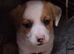 Jack Russell puppies