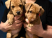 Parsons Russell Terrier Puppies for sale