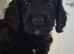 Sproodle puppies