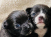 2 beautiful Chihuahua puppies