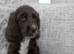 ️KC Health Tested Chocolate Show Type Cocker Puppies️