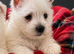 Adorable west highland terrier puppy