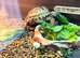 Male tortoise for sale