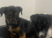 Stunning Jack Russell puppies