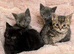russian blue mix