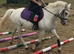 Grey Appaloosa British riding pony