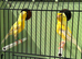 Proven German rollers hens