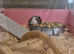 Handled dwarf hamster
