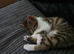 Female kitten for sale £150, very beautiful and affectionate European Shorthair.