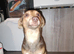 Adult female jack Russell