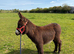 jack donkey foal