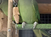 DNA & proven pair ringneck