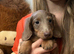Long hair mini dachshunds