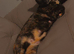 2 year old female cat
