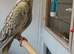 Tame baby cockatel.