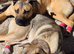 Bonded brothers