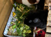 2 bonded pure bred teddy boars