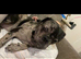 Excellent home wanted for frug