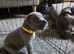 8 stunning Cane Corso looking for forever home