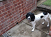 Black and white Spaniel