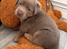 Big beautiful Labrador puppies