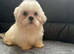 Shih Tzu puppies