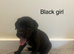 Cane corso puppies