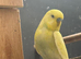 Lutino budgies
