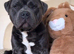 Staffordshire bull terrier