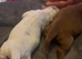 Two cocker spaniel puppy’s born 07/07/26