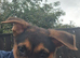 Puppie for sale german shepherd cross dutch
