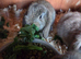 Mini lops for sale