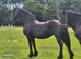 Fairytale Friesian Mare