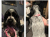Blue roan cocker spaniels