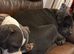 Female Staffordshire Bull Terrier X