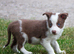 Ready to Leave - Red and White Pedigree Collie Pups