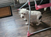 Jack Russell x Yorkshire terrier