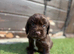 Cocker spaniel puppies
