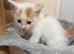 2 girls left gorgeous kittens